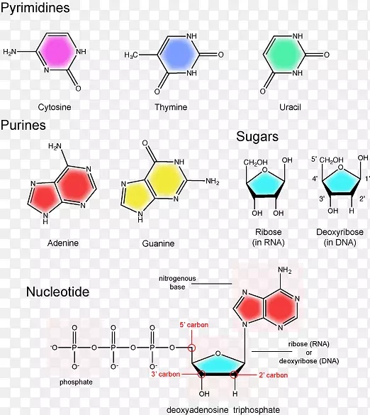 核苷酸含氮碱核酸结构戊糖核酸结构