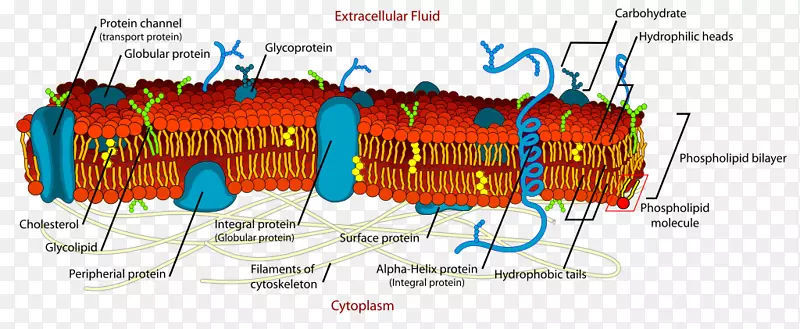 细胞膜生物膜脂双层细胞膜