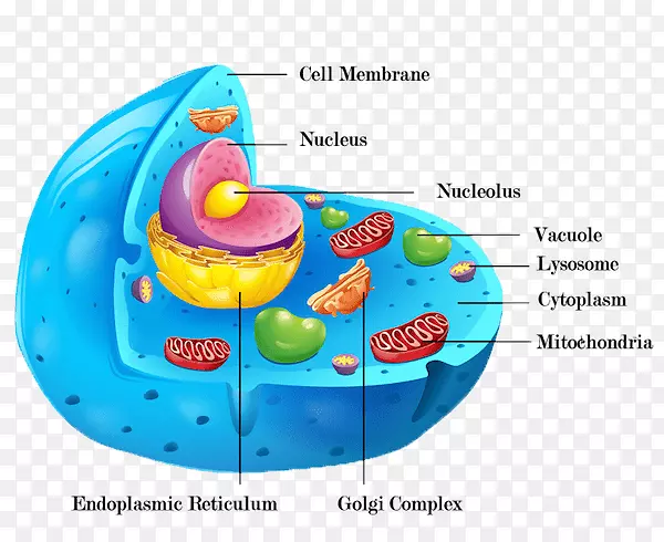 Cèl·Lula动物细胞壁细胞器-细胞膜