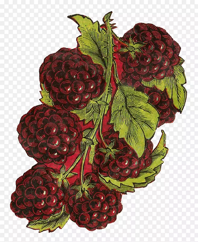 黑莓经典-水果元素