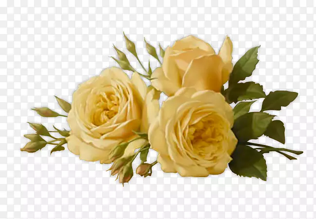 桌面壁纸玫瑰花杏花黄色