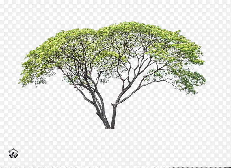 树枝广告树