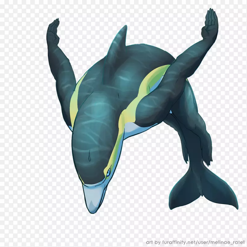 短喙普通海豚画鲸海豚