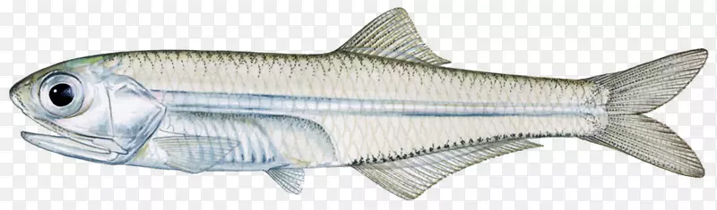 沙丁鱼，凤尾鱼，肝鱼，印度鲭鱼，水生动物.水生动物