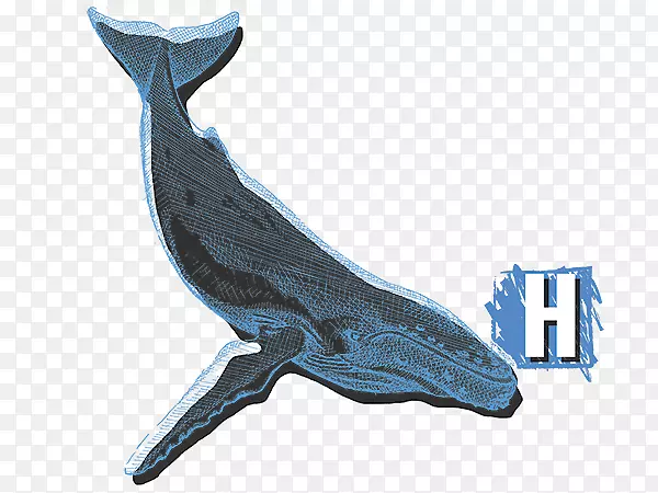 海豚野生动物-座头鲸