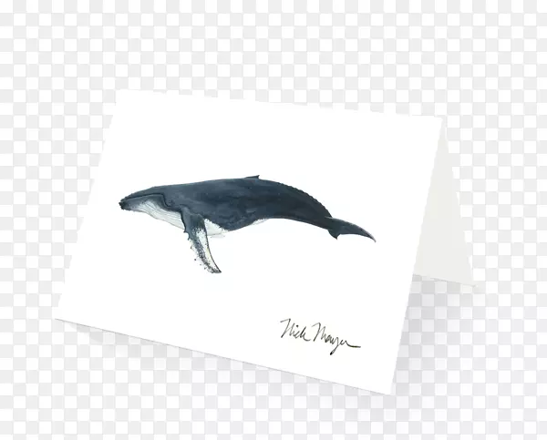 海豚座头鲸画鲸类-座头鲸