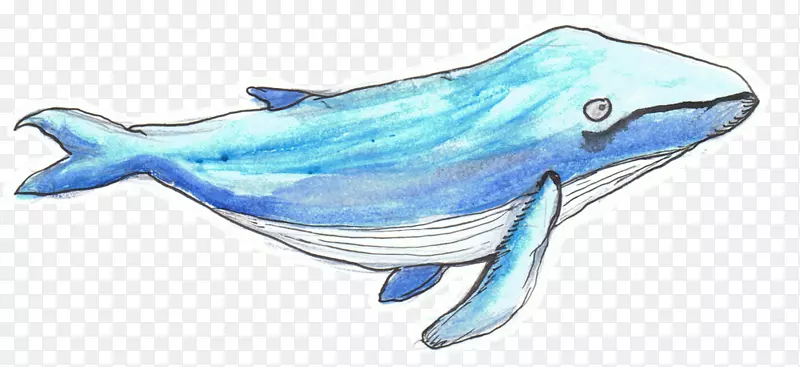 普通宽吻海豚粗齿海豚图库溪动物字母表探险鲸座头鲸