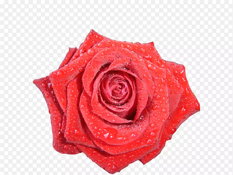 花园玫瑰下载红玫瑰