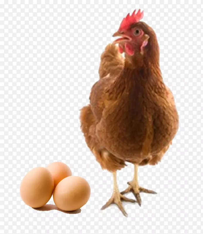 鸡或蛋电池笼鸡或蛋畜禽蛋