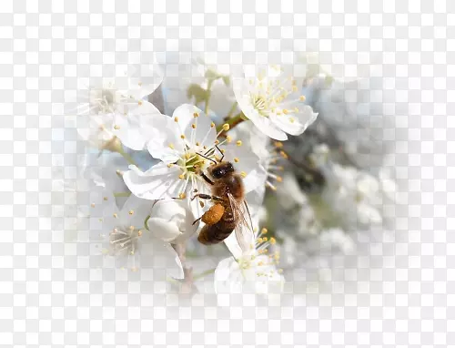 蜜蜂桌面壁纸切花-蜜蜂
