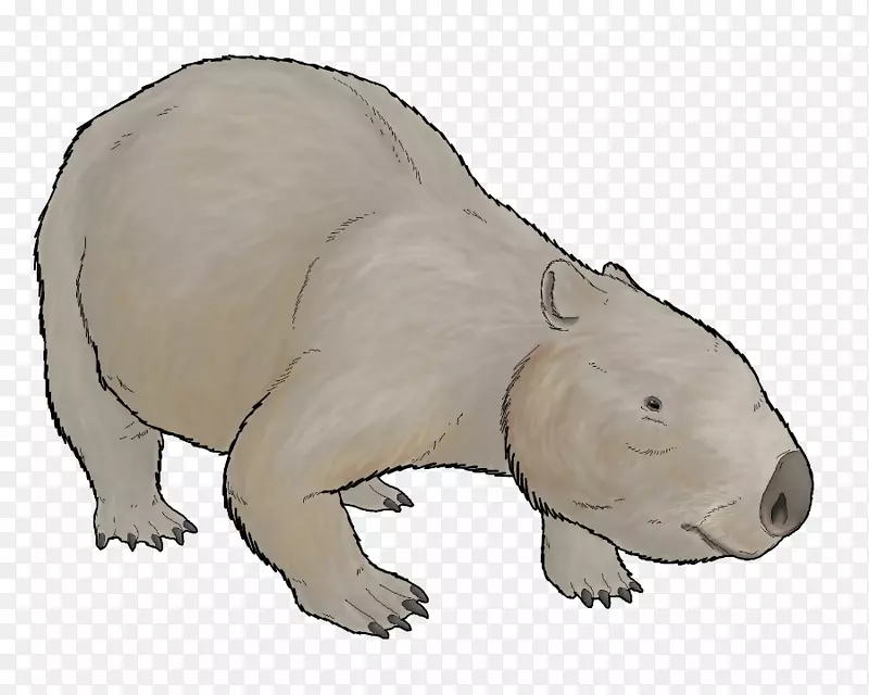 袋熊相结肠动物北极熊袋鼠螨虫-北极熊