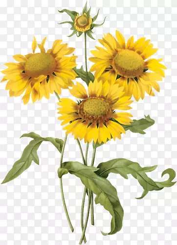 植物学插图普通向日葵艺术植物学-花