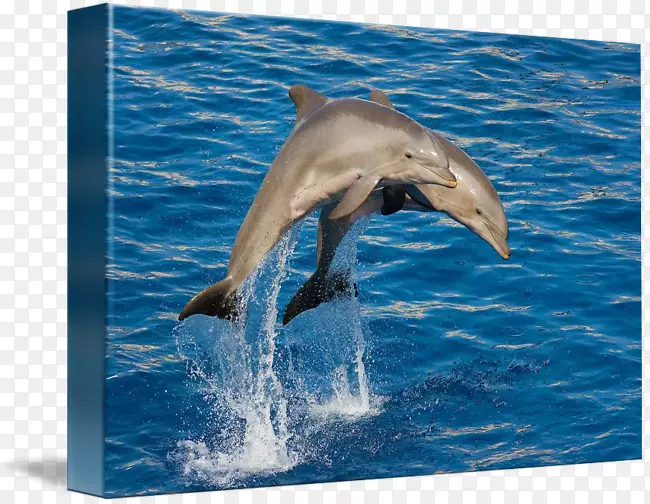旋转海豚普通宽吻海豚条纹海豚短喙普通海豚跳伞海豚