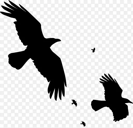 鸟类普通乌鸦夹艺术飞行乌鸦覆盖层