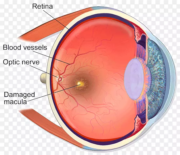 人眼解剖人体视网膜-眼睛