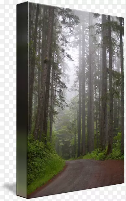 森林云杉-冷杉林温带针叶林生物群落-森林道路