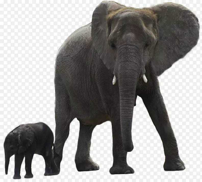 亚洲象非洲森林象-生物