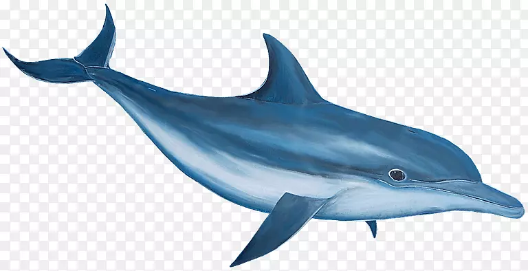 旋转海豚剪贴画-海豚卡通