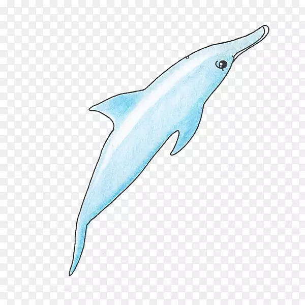 普通宽吻海豚短喙普通海豚图库溪粗齿海豚旋转海豚跳跃海豚