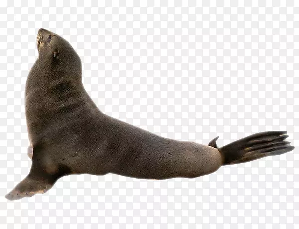 海狮无耳海豹海洋企鹅-海狮