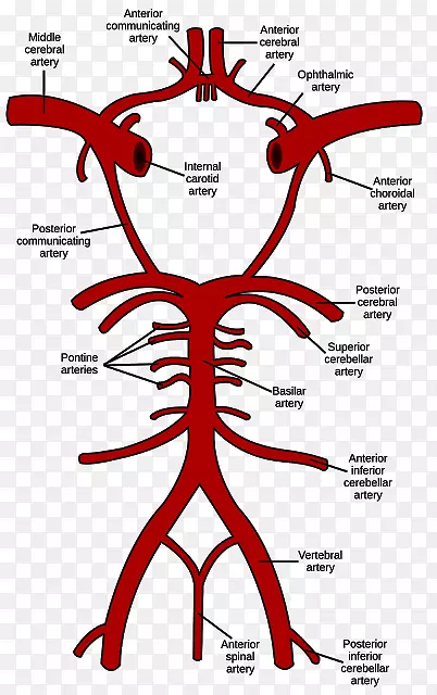 Willis脑椎动脉-基底动脉-脑圈