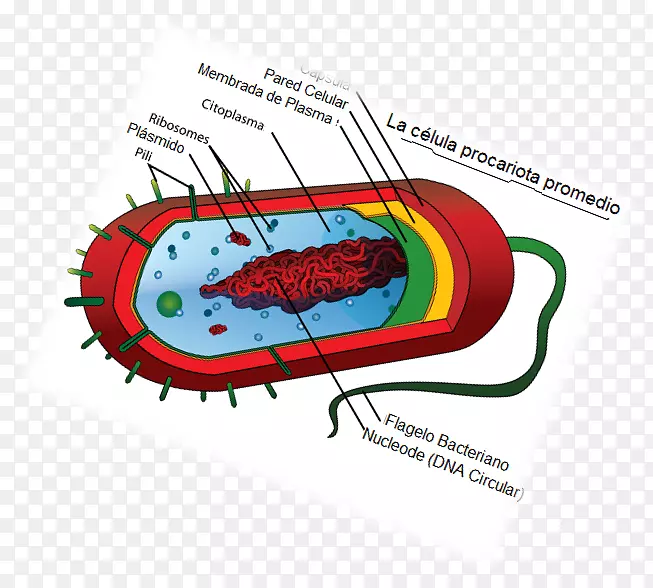 原核生物细胞理论生物学细胞类型简介