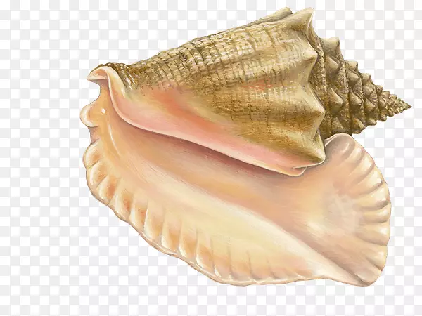 蒙特利湾水族馆，贻贝，牡蛎-海螺