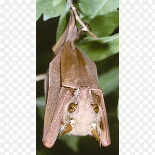 维尔坎普矮人带肩章的果蝙蝠冈比亚披冠果蝙蝠彼得斯的矮果蝙蝠巨型蝙蝠沃尔贝格的小嘴果蝙蝠