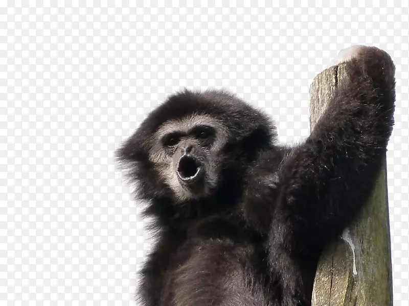 大猩猩长臂猿灵长类猴子大猩猩