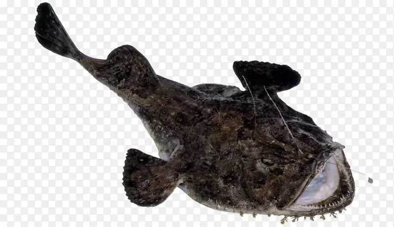 大菱鲆海鲜-种类