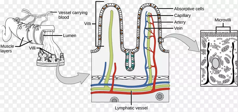 肠绒毛小肠胃肠道表面积大肠-小肠