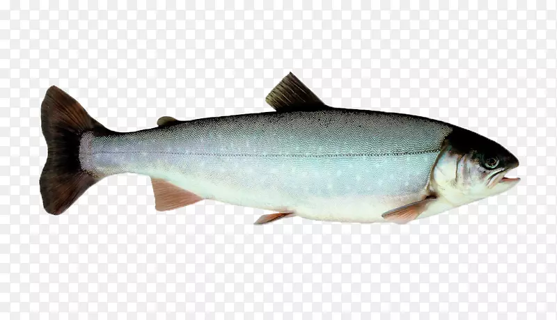 沙丁鱼，鲑鱼，挪威鳟鱼-种类