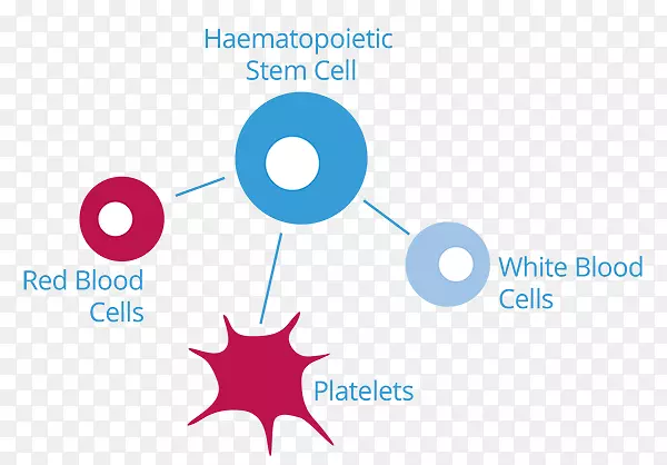 脐血白细胞红细胞造血干细胞