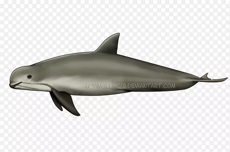 普通宽吻海豚短喙普通海豚条纹海豚粗齿海豚