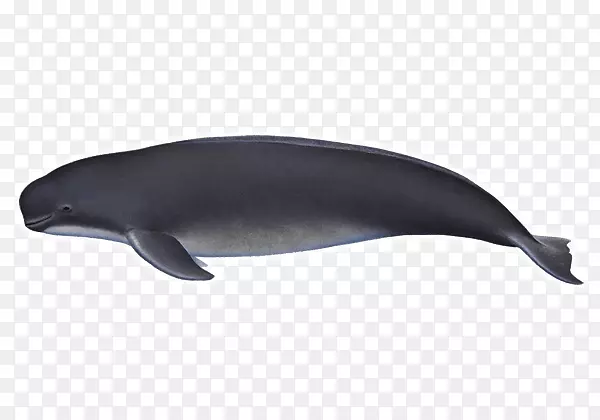 图库溪普通宽吻海豚鲸类海豚