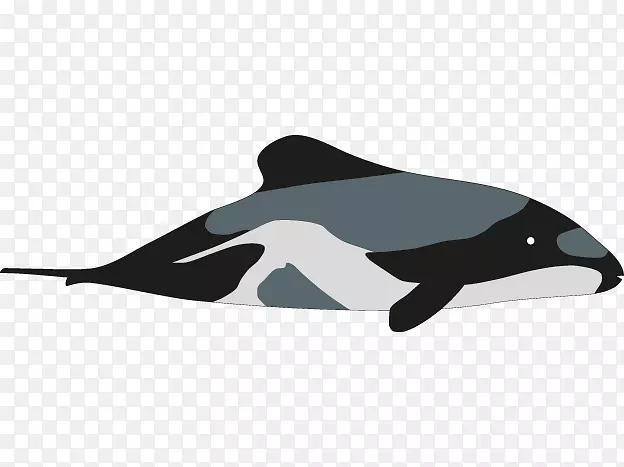 赫克托海豚虎鲸画海豚