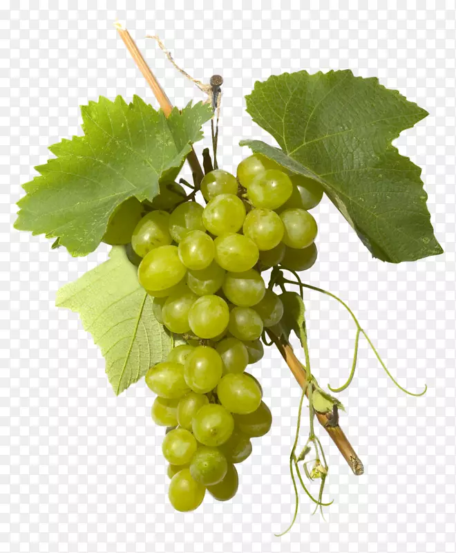 苏大拿葡萄-葡萄蒸馏饮料-绿葡萄