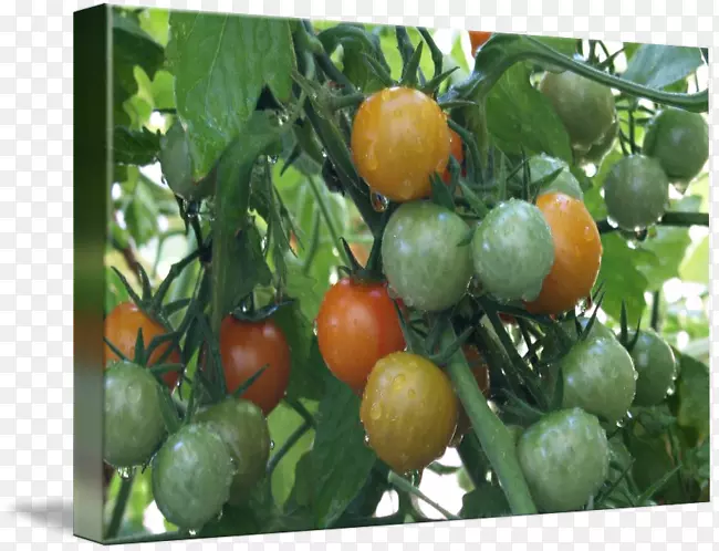布什番茄素食菜樱桃番茄