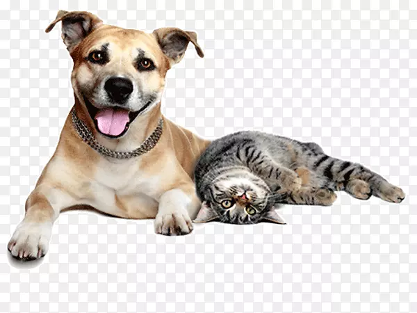 狗猫关系宠物照看狗猫宠物兽医猫狗和猫