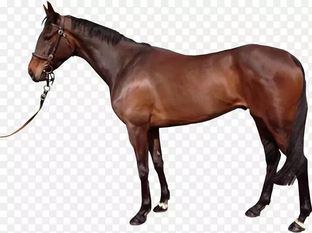 西班牙野马种马纯种阿拉伯马-白马