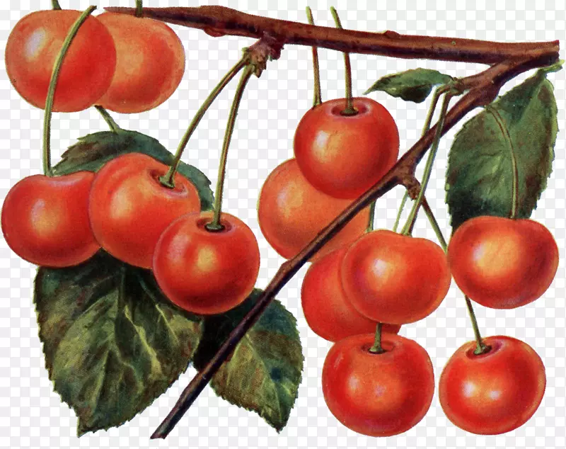 番茄樱桃果实