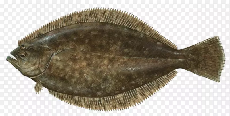 夏季比目鱼捕捞凤眼鱼(Paralichthys Lethostigma)-烤鱼
