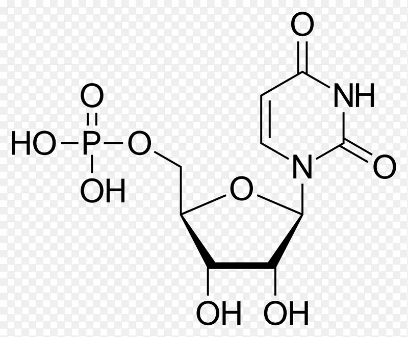 尿苷一磷酸尿苷二磷酸腺苷一磷酸尿嘧啶