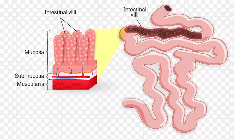 小肠绒毛，小肠腔，胃肠道，大肠-小肠