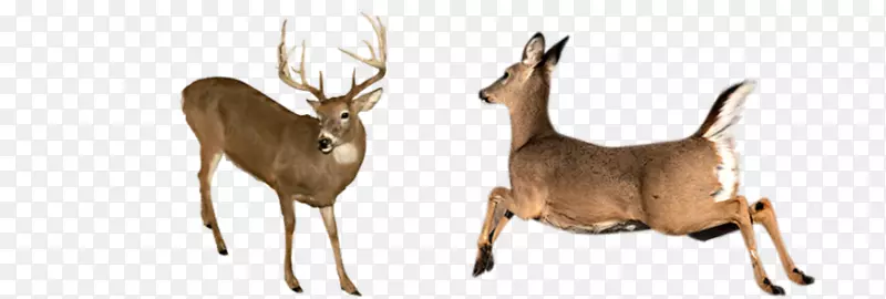 白尾鹿，麋鹿，驯鹿，鹿角，羚羊，白尾鹿