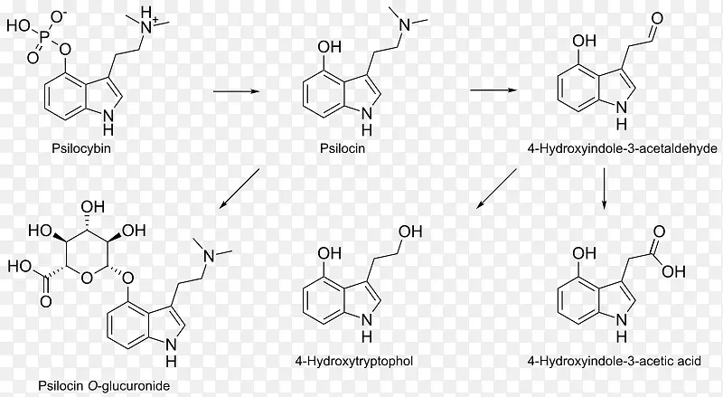 psilocybin蘑菇n，n-二甲基色胺psilocin分子-颜色水平图