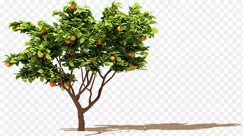 果树橙枝橙果树