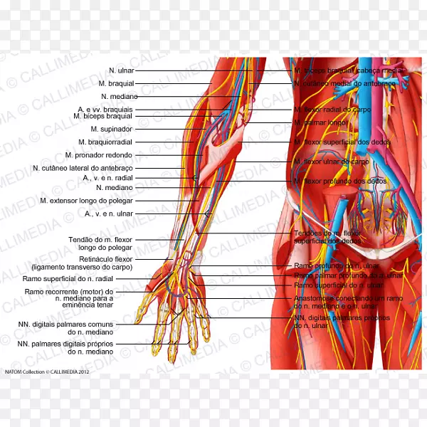 前臂桡神经肌血管
