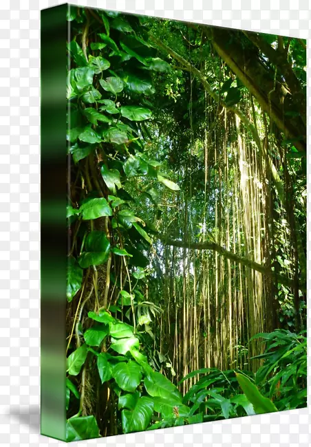 雨林生物群落自然保护区植被丛林藤蔓