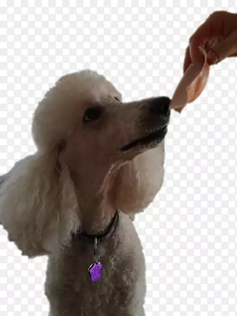 标准贵宾犬，迷你贵宾犬，玩具贵宾狗，小狗！